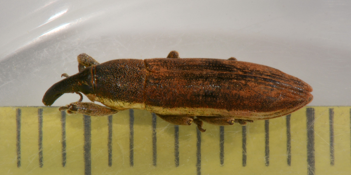 Curculionidae: Lixus juncii, femmina